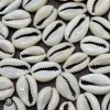 Sea Shell Cowry / cowries for Pooja(10 qty) Sea Shell Decorative Deer Show Piece