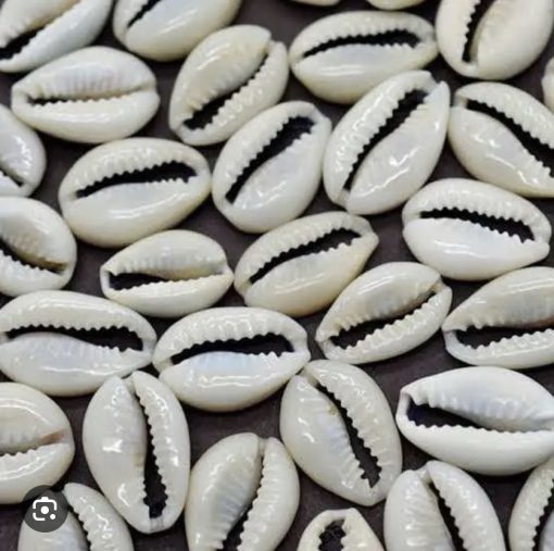 Sea Shell Cowry / cowries for Pooja(10 qty) Sea Shell Decorative Deer Show Piece