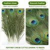 Real Natural Peacock Peacock Feather Original Feathers 10-12 inch for DIY Craft Floral Arrangements,Wedding,Home and Party Decorations Feathers (Pack of 1 Pcs)