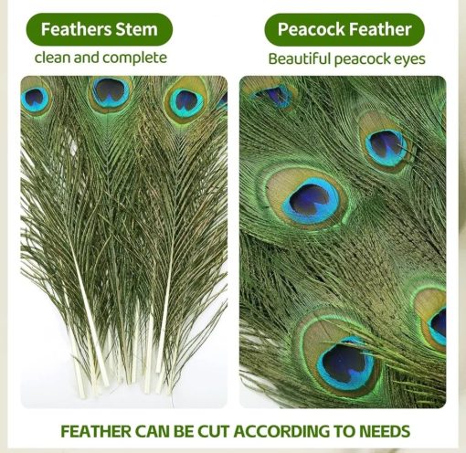 Real Natural Peacock Peacock Feather Original Feathers 10-12 inch for DIY Craft Floral Arrangements,Wedding,Home and Party Decorations Feathers (Pack of 1 Pcs)