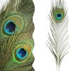 Real Natural Peacock Peacock Feather Original Feathers 10-12 inch for DIY Craft Floral Arrangements,Wedding,Home and Party Decorations Feathers (Pack of 1 Pcs)